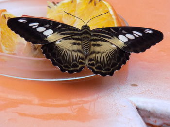 Close-up of butterfly