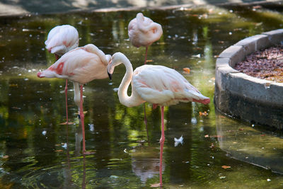 Pink flamingos in the park