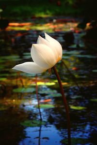 Close-up of white lotus blooming in lake