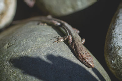 High angle view of lizard on rock