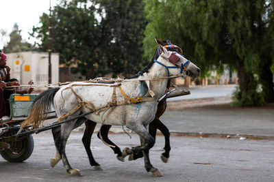 Horse cart