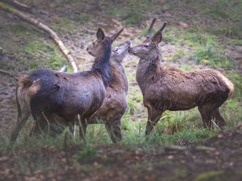 Deer standing on field