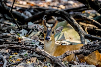 Portrait of deer in a forest