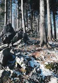 Trees in forest during winter