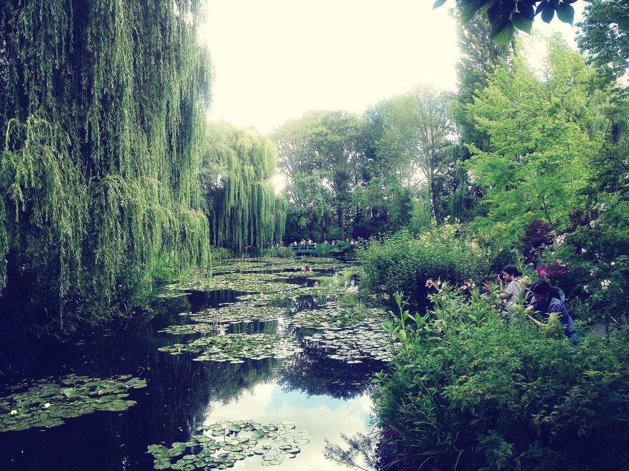 tree, green color, growth, water, nature, tranquility, plant, reflection, clear sky, sunlight, beauty in nature, lush foliage, tranquil scene, day, green, scenics, park - man made space, outdoors, branch, no people