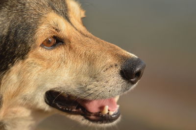 Close-up of a dog looking away