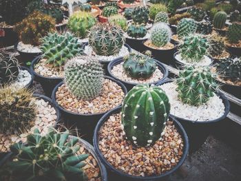 High angle view of potted plants