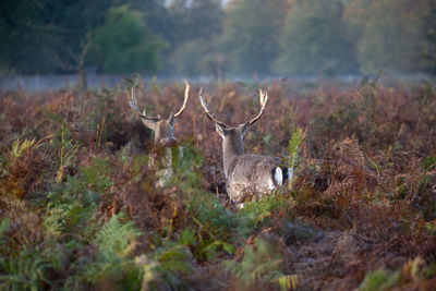 Deer in a forest