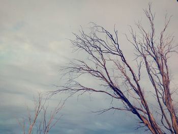 Low angle view of bare trees against the sky