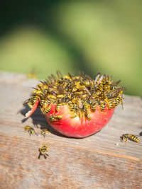 Close-up of wasps eating apple