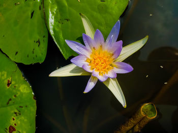 Close-up of lotus water lily in lake