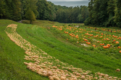 Scenic view of agricultural field