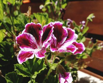 Close-up of purple flower