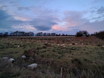 View of field against sky