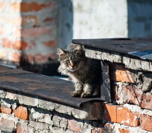 Portrait of cat sitting on retaining wall