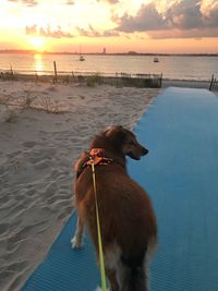 Dog on beach during sunset