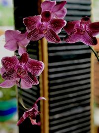 Close-up of purple orchid