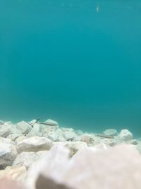 Close-up of turtle swimming in sea