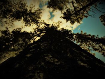 Low angle view of tree against sky