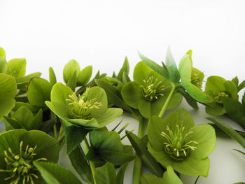 Close-up of plants against white background