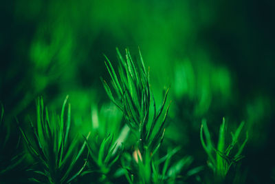 Close-up of fresh green plant in field