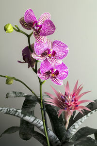 Close-up of purple flowers blooming outdoors