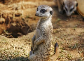 Close-up of an animal on field