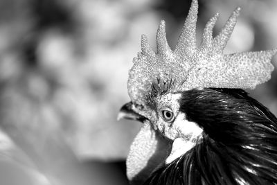 Close-up of a bird