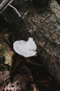 High angle view of mushrooms growing on tree trunk