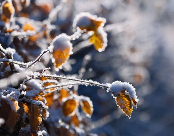 winter