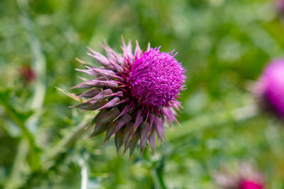 Close-up of purple thistle flower