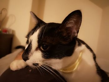 Close-up of a cat looking away