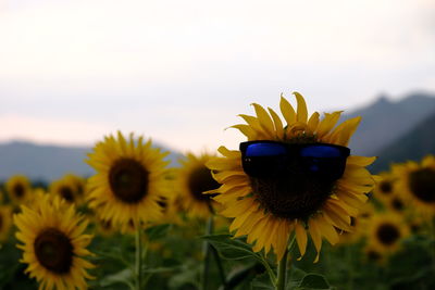 Close-up of sunflower on field against sky