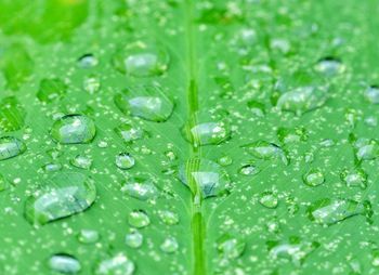 Close-up of raindrops on green leaves