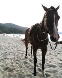 Horse on beach against sky