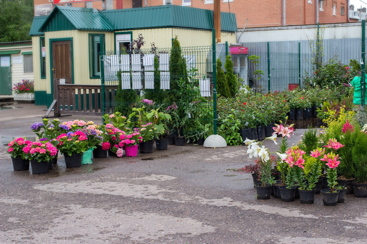 POTTED PLANTS ON FOOTPATH AGAINST BUILDING