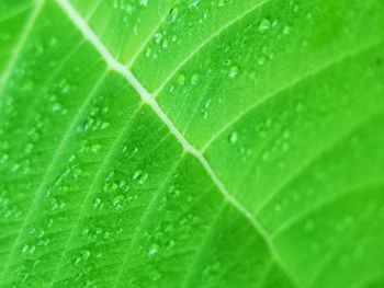 Close-up of raindrops on green leaves