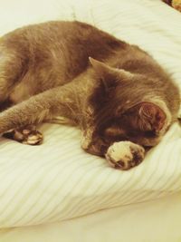 Cat sleeping on tiled floor