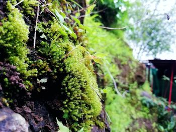 Close-up of plant growing in forest