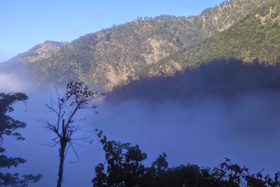 Low angle view of trees against clear blue sky