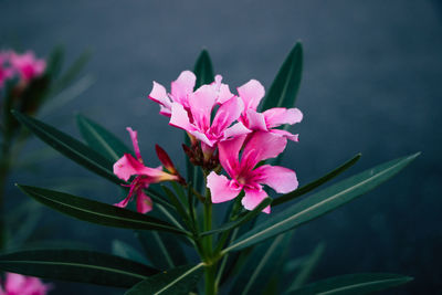 Close-up of pink flowering plant