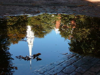 Reflection of trees in puddle