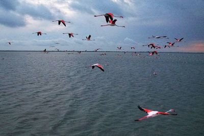 Seagulls flying over sea