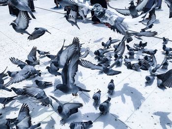 High angle view of pigeons flying in snow