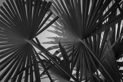 Low angle view of palm leaves