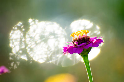 Pink zinnia flower blooming at park