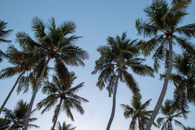 Low angle view of coconut palm trees against sky