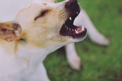 Close-up of dog