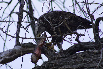 Low angle view of bird perching on tree