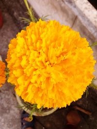 Close-up of yellow marigold flower